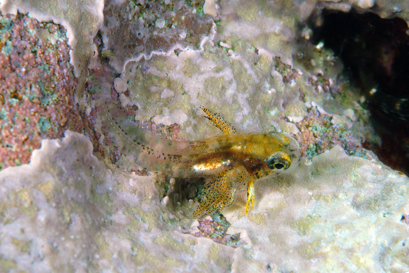 juvanile Blenniidae 02-07-10